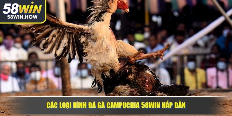 Các loại hình đá gà Campuchia 58WIN hấp dẫn