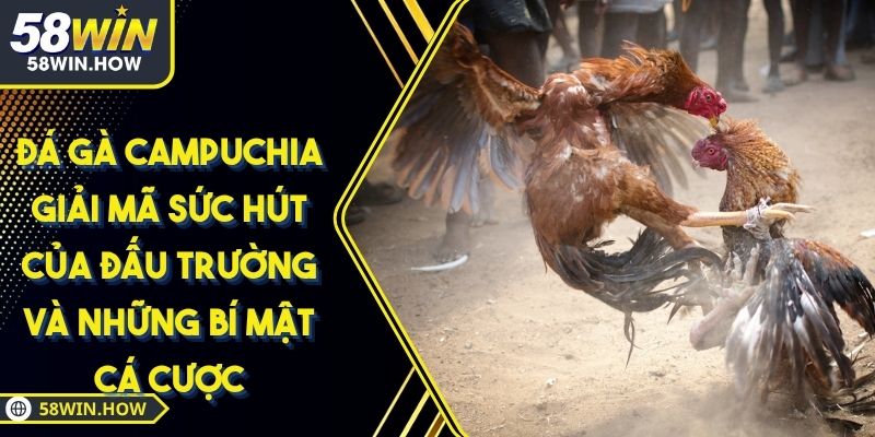 Đá Gà Campuchia Giải Mã Sức Hút Của Đấu Trường Và Những Bí Mật Cá Cược