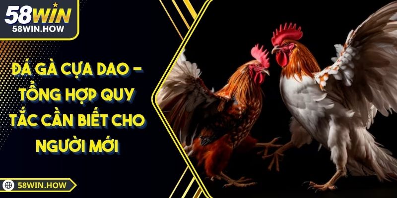 Đá Gà Cựa Dao - Tổng Hợp Quy Tắc Cần Biết Cho Người Mới