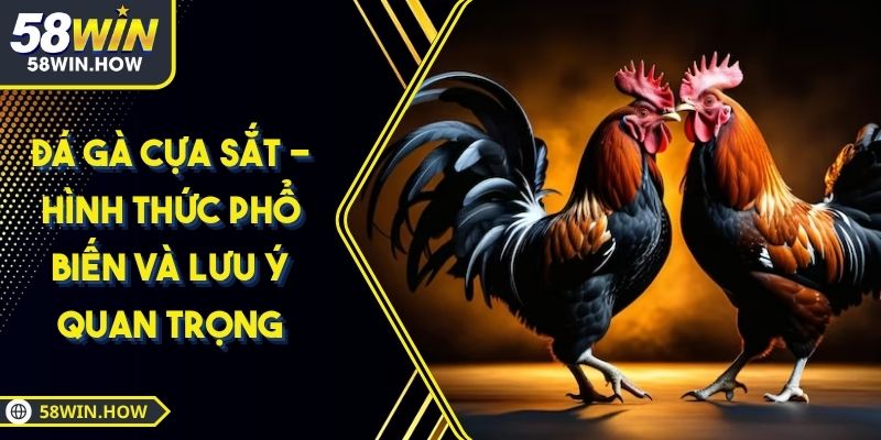 Đá Gà Cựa Sắt - Hình Thức Phổ Biến và Lưu Ý Quan Trọng