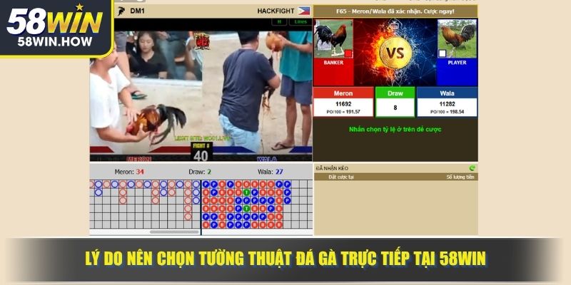 Lý do nên chọn tường thuật đá gà trực tiếp tại 58WIN