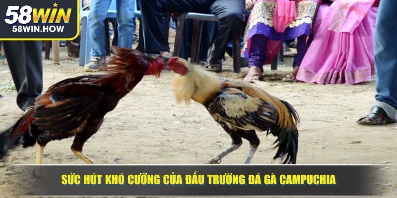 Sức hút khó cưỡng của đấu trường đá gà Campuchia