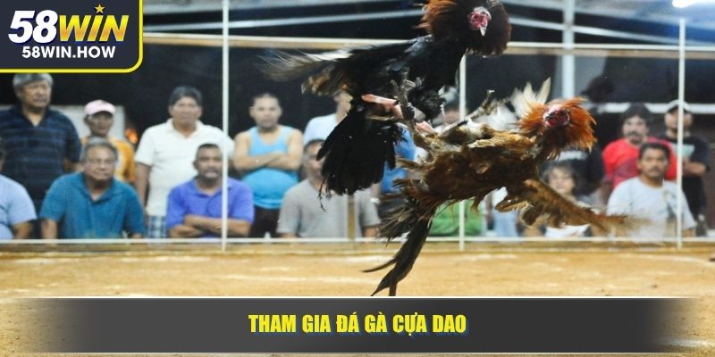 Tham gia đá gà cựa dao