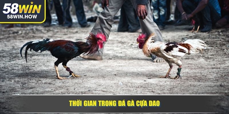 Thời gian trong đá gà cựa dao