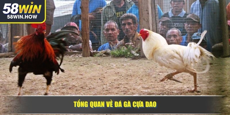 Tổng quan về đá gà cựa dao