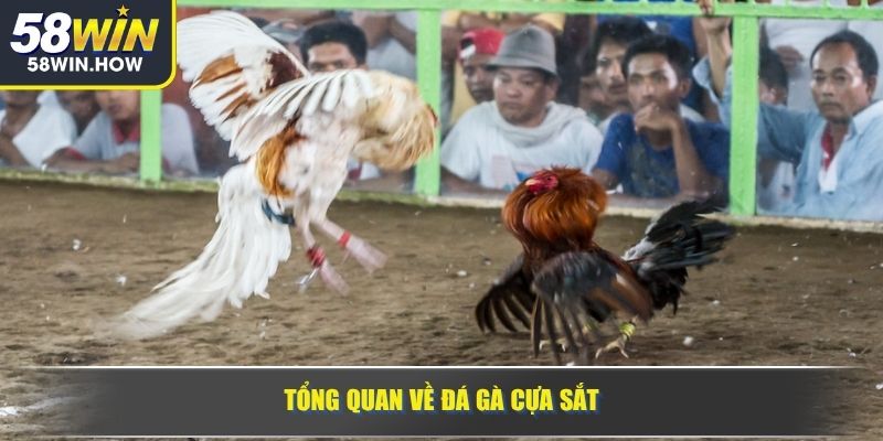 Tổng quan về đá gà cựa sắt
