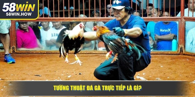 Tường thuật đá gà trực tiếp là gì?