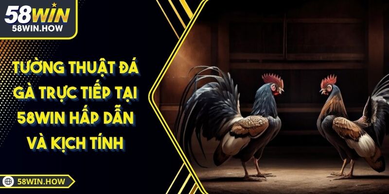 Tường Thuật Đá Gà Trực Tiếp Tại 58win Hấp Dẫn Và Kịch Tính